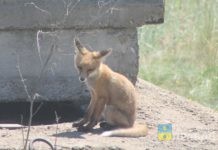 Хвостатые «оккупанты»: в Волжском семейство лис притормозило строительство дома