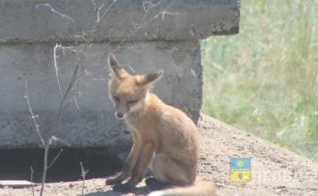 Хвостатые «оккупанты»: в Волжском семейство лис притормозило строительство дома