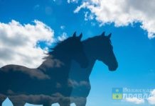 «Явные признаки садизма»: Госдума заинтересовалась очередным отравлением лошадей в Волжском