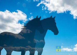 «Явные признаки садизма»: Госдума заинтересовалась очередным отравлением лошадей в Волжском