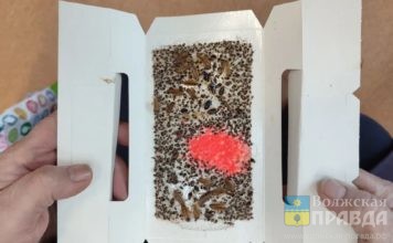 По 15 ловушек каждые 10 дней: волжанка из «тысячника» умоляет «Ладу Дом» спасти её от тараканов