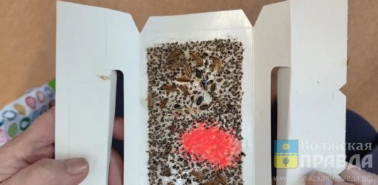 По 15 ловушек каждые 10 дней: волжанка из «тысячника» умоляет «Ладу Дом» спасти её от тараканов