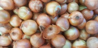 лук