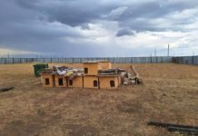 Осталась одна со 150 собаками: руководителю волжского приюта «Любимки» нужна помощь людей