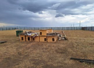 Осталась одна со 150 собаками: руководителю волжского приюта «Любимки» нужна помощь людей