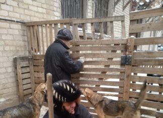 Волжские инвалиды с ментальными нарушениями работают в приюте для животных «Любимки»