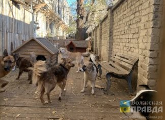 Что делать, если укусила собака: волжанам напомнили о мерах профилактики бешенства