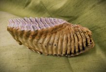 В Волгоградской области нашли зуб и кости мамонта