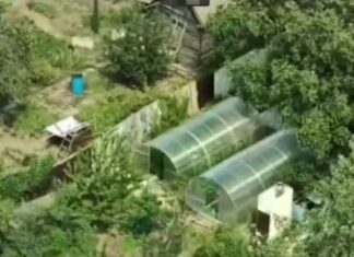 3 кг марихуаны для себя: задержан волжанин, организовавший на даче подпольную плантацию