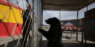 Зооволонтеры из Волгограда взяли под опеку Шамана