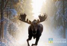 Резко бросаются под колёса: водителей Волгоградской области предупредили о молодых лосях