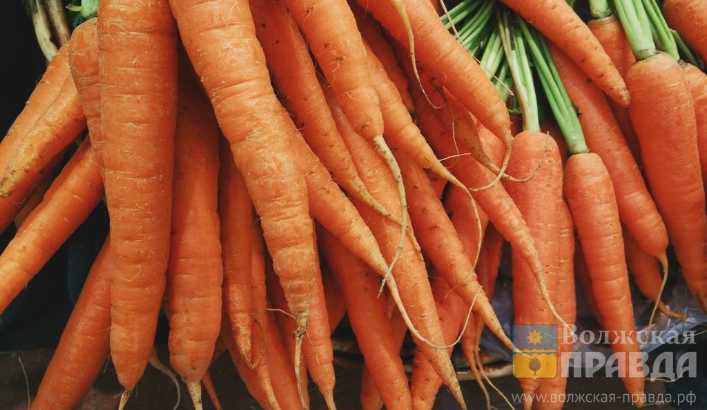 После чего лучше сажать озимый чеснок – морковь и свекла или огурцы сгорохом?
