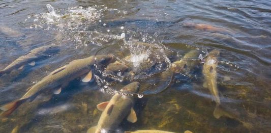 Воды много, но хватит ли её рыбе: специалисты обсудили особенности разлива Волги-2026