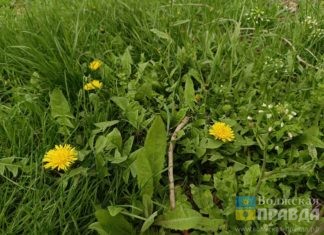Что запрещено делать 28 мая в День Пахома Теплого