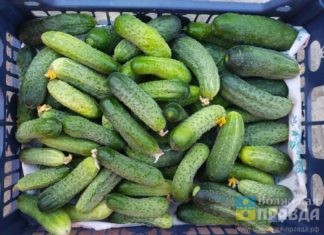 Огурцы из Волгоградской области стали лучшими на международной выставке в Москве