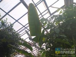 Оранжерею в Волжском признали охраняемой природной территорией