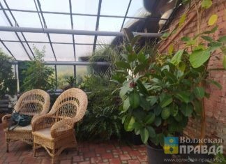 5 самых популярных комнатных растений назвали в Волжской оранжерее