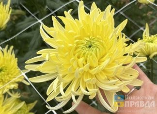 В Волжском «Бал хризантем» продлили до 23 ноября