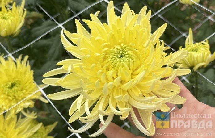 Оранжерея. Бал хризантем 2 ЕД (8)