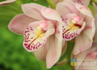 Оранжереи ботанического сада в Волжском открывают новый сезон