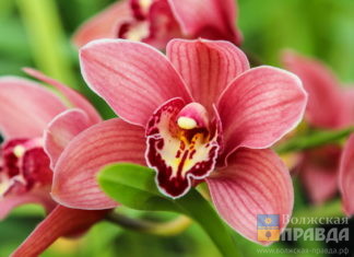 Охраняемый «Башмачок»: в Волжском зацвели экзотические орхидеи и яркие примулы