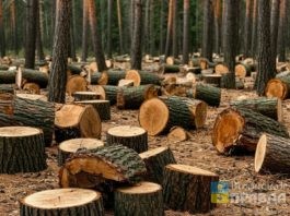 В Волжском расширен перечень платных вырубок