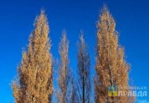 Кто хозяин тополей: садоводы СНТ «Дружба» не могут найти того, кто снесёт сухостой