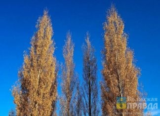 Кто хозяин тополей: садоводы СНТ «Дружба» не могут найти того, кто снесёт сухостой