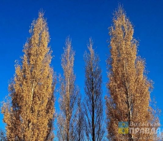 Кто хозяин тополей: садоводы СНТ «Дружба» не могут найти того, кто снесёт сухостой