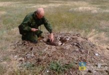 В юге Волгоградской области орнитологи оценят численность популяций филинов, орлов и орланов