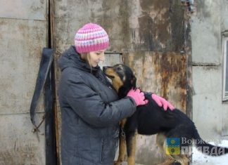 Волжан предупредили о профилактике бешенства : в регионе стало больше обращений с укусами