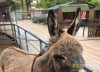 В зоодворике парка «Гидростроитель» поселился Гриша с характером