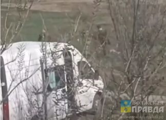 Петля и 3 контракта: волжане жалуются на жестокое обращение с собаками МБУ «Северное»