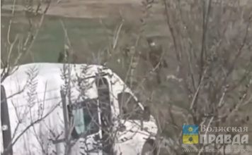 Петля и 3 контракта: волжане жалуются на жестокое обращение с собаками МБУ «Северное»