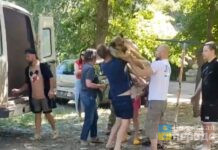 В Волгограде наказали активиста, «отбившего» собаку у отлова, а МБУ «Северное» выдали предписание