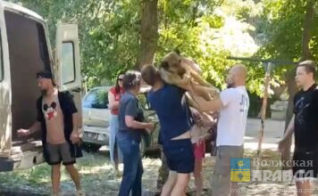 В Волгограде наказали активиста, «отбившего» собаку у отлова, а МБУ «Северное» выдали предписание