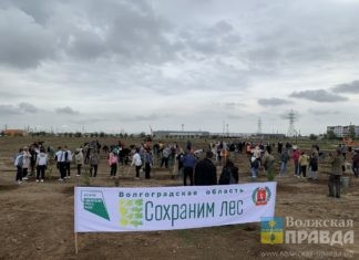 В лесничествах Волгоградской области высадят 3 миллиона деревьев
