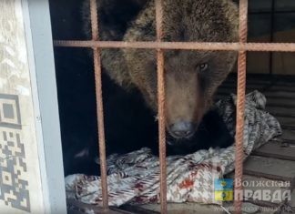 Волжские ветеринары лечат спасенного медведя из Владимирской области