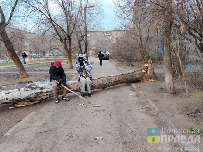 повалило дерево