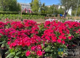 В Волжском зарождается многолетний космоцветник площадью 100 квадратных метров