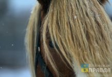 Дело отравленных коней затихло: хозяйка волжской конюшни бьёт тревогу и просит огласки