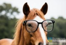 Призыв круглый год и рост цен на водку: лошадь привезёт волжанам знаковые изменения во всех сферах