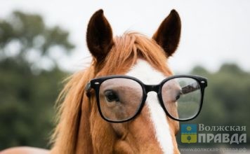 Призыв круглый год и рост цен на водку: лошадь привезёт волжанам знаковые изменения во всех сферах