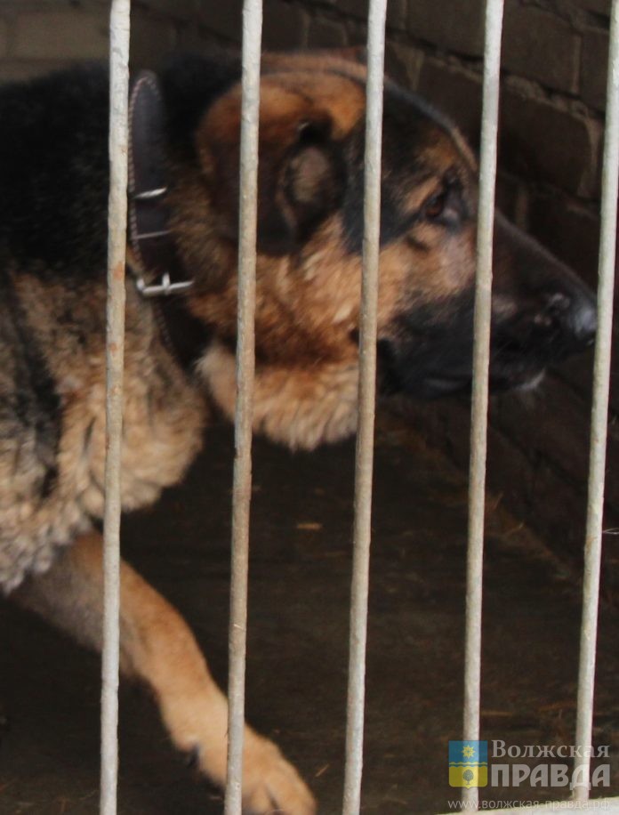 служебная собака