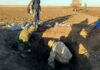 В Волгоградской области поисковики нашли останки 21 защитника Сталинграда