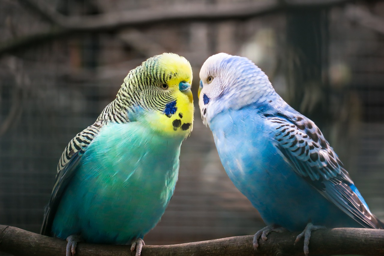 Как научить говорить попугаев и сделать ручными канареек | Новости  Волжского - Волжская правда