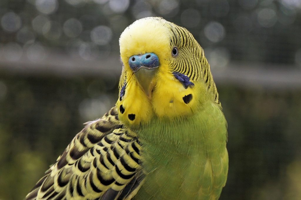 Как научить говорить попугаев и сделать ручными канареек | Новости  Волжского - Волжская правда