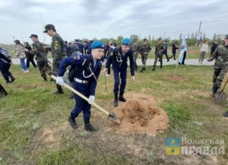 20 тысяч деревьев и 55 тысяч квадратов газона: благодаря нацпроекту в Волгоградской области озеленяют территории