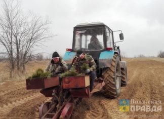 высаживают деревья