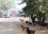 В Волгограде горел собачий приют «Мы в ответе»